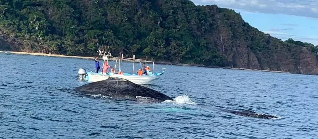 Guests depart from Amari Boutique Hotel Sayulita on a small-group eco-tour, exploring whales across Bahía de Banderas in warm golden morning light.