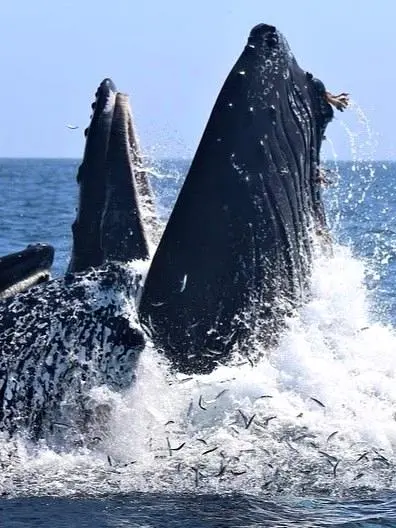 Two whales feed together in Bahía de Banderas, part of the thriving marine world that surrounds Amari Sayulita’s peaceful stretch of shoreline.
