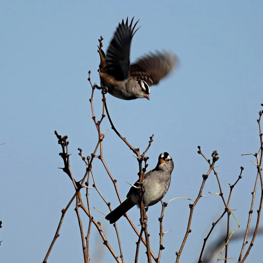 Dos gorriones corona blanca entre ramas espinosas en las tierras bajas del Pacífico en Nayarit.