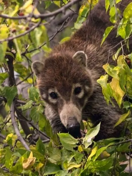 White-nosed coati foraging among leafy branches in Riviera Nayarit, its curious gaze framed by dense greenery as it searches for fruit and insects.