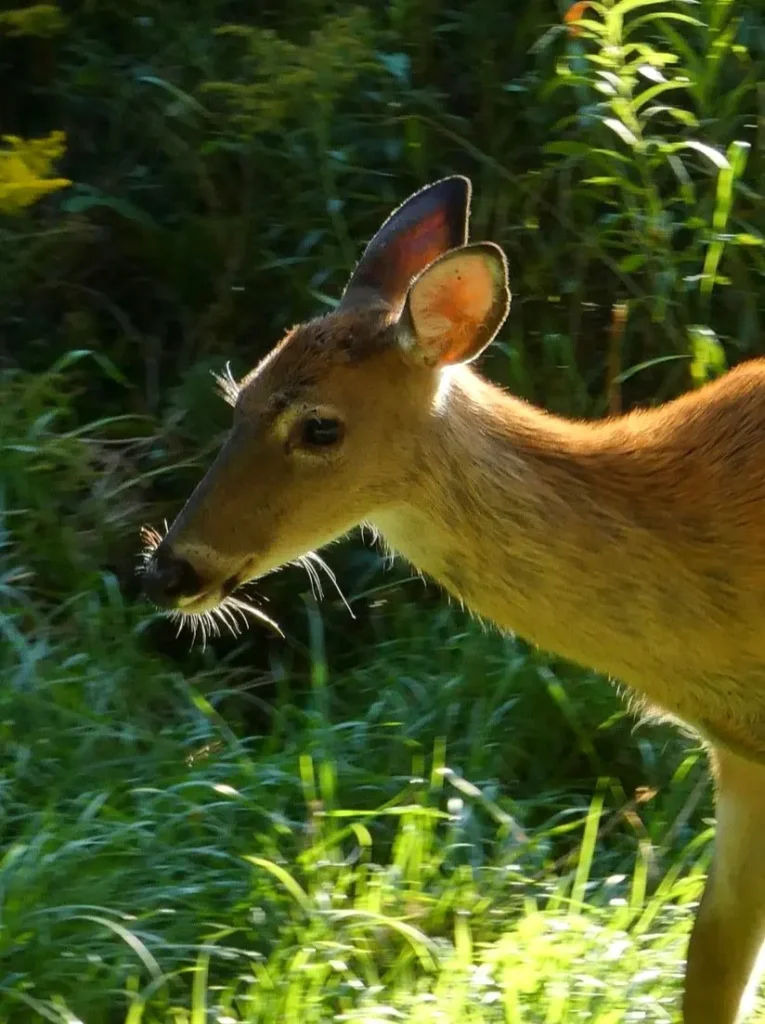 White-tailed deer pausing in dappled light, ears alert as it stands among tall grass and tropical vegetation in Riviera Nayarit.