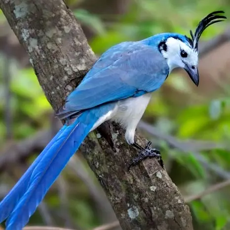 Una urraca hermosa cara blanca posada en una rama cerca de Sayulita, con plumaje azul, cola larga y cresta negra.