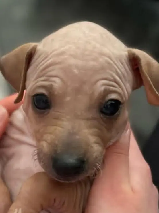 An adorable newborn Xoloitzcuintli puppy, Mexico’s sacred hairless breed believed to guide souls through the afterlife in Aztec lore.