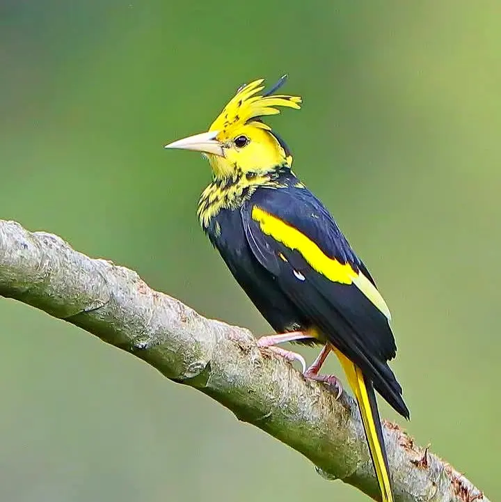 Un cacique alas amarillas posado cerca de Sayulita, con cresta elevada y marcas amarillas brillantes.