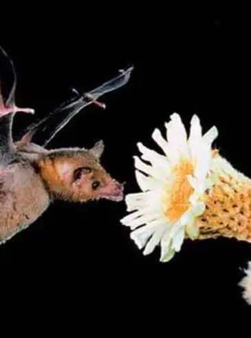 Bat hovering beside a white flower while feeding, a gentle nighttime pollinator supporting healthy ecosystems, fruit trees, and garden blooms.