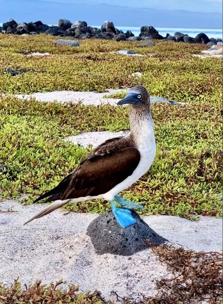 Blue-footed booby standing on sand beside low coastal greenery with ocean behind, photographed on the Marietas Islands.