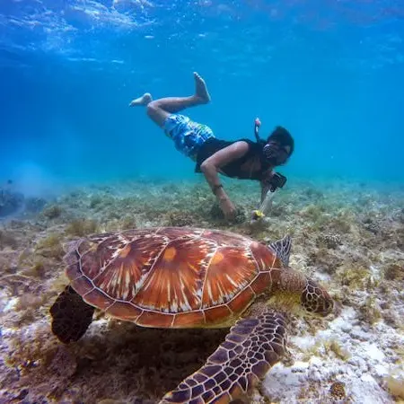 Snorkeler swimming above a sea turtle in clear blue water, a reminder to pack your own snorkel gear for the Bahía de Banderas coastline.