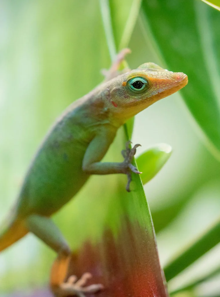 Close-up of a small green gecko perched on a leaf, a gentle garden helper and quiet surprise to spot at dusk along the Bahía de Banderas coastline.