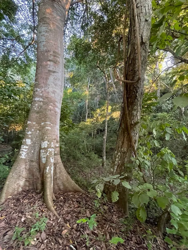 Tall jungle trees and leafy undergrowth along a quiet forest trail, warm afternoon light filtering through the canopy in the Nayarit Riviera.