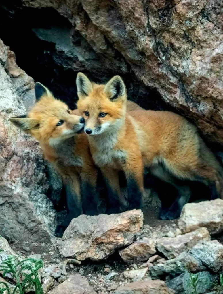 Two kit foxes nestled in a rocky den, sharing a quiet, tender moment—soft amber fur, bright eyes, and wild closeness at first light on Costa Banderas.