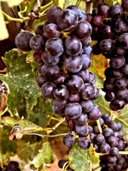 Clusters of dark grapes on the vine, celebrating harvest season and the growing Mexican wine scene across Western Mexico.