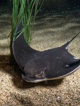 Pacific cownose ray resting on sandy seabed beside seagrass, a calm reminder to shuffle your feet in shallow water along Mexico’s Pacific coast.
