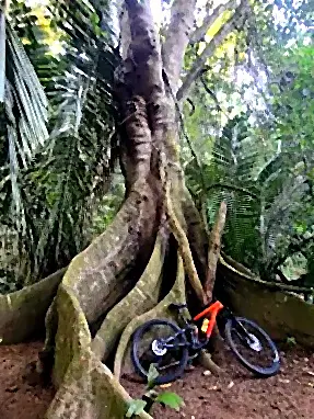 Mountain bike beneath massive jungle tree roots, a playful reminder to pack light and leave space for souvenirs on the West Coast of Mexico (Nayarit).