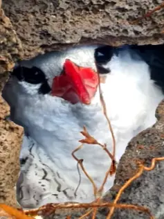 Close-up of a red-billed tropicbird peeking from a rocky crevice nest, showing bright bill and dark eye markings in the Bay of Banderas.