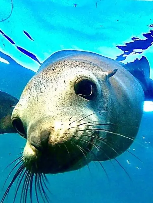 Close-up of a curious sea lion underwater, whiskers and bright eyes in clear blue water—an unforgettable, playful ocean hello for snorkelers up close.