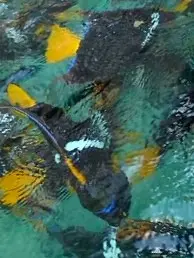 Bright tropical fish seen beneath rippling water in a shallow snorkeling area, with sunlight dappling the surface.