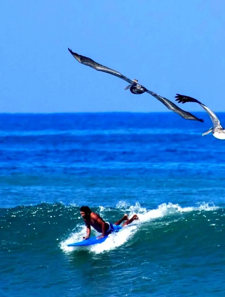 A surfer catches a wave beneath soaring pelicans on the Pacific coast, showcasing the natural beauty and surf culture of Mexico.