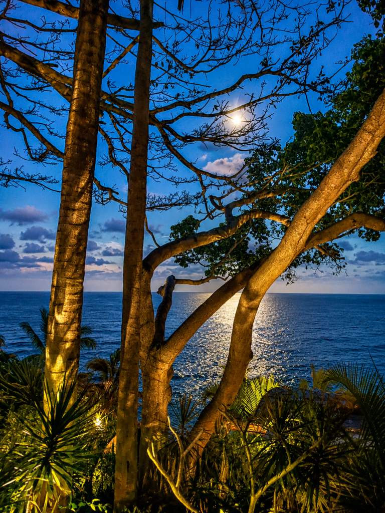 Moonlight over the Pacific through jungle trees from a Sayulita clifftop at night
