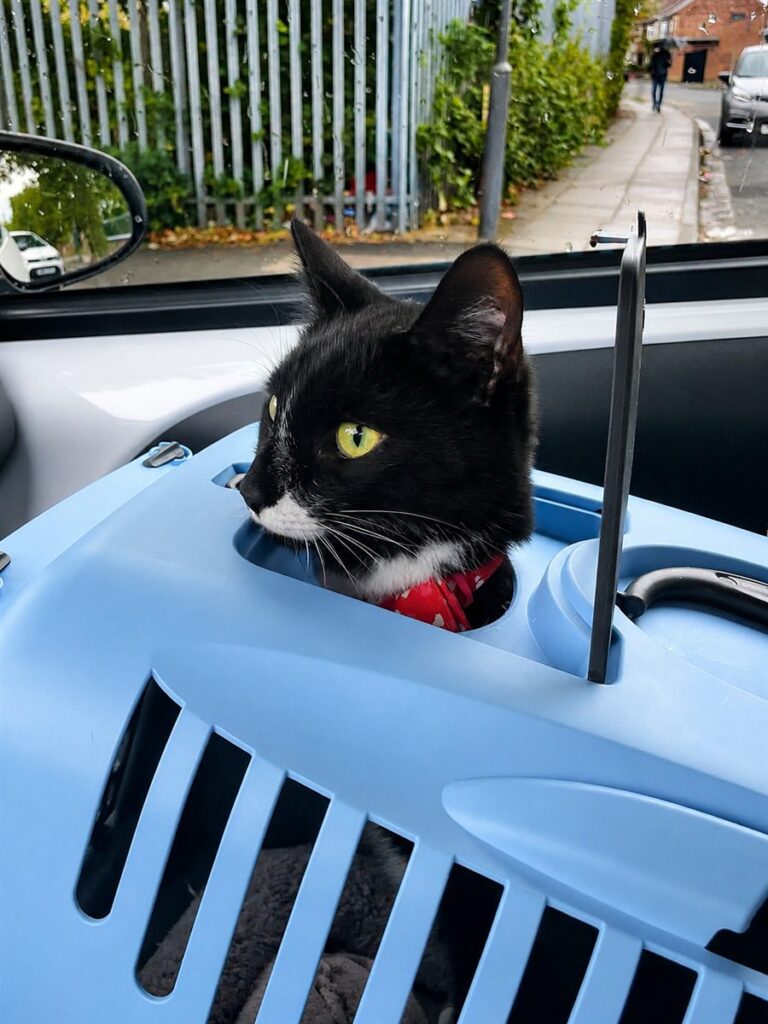 Black-and-white cat sitting in a blue hard-sided carrier inside a car