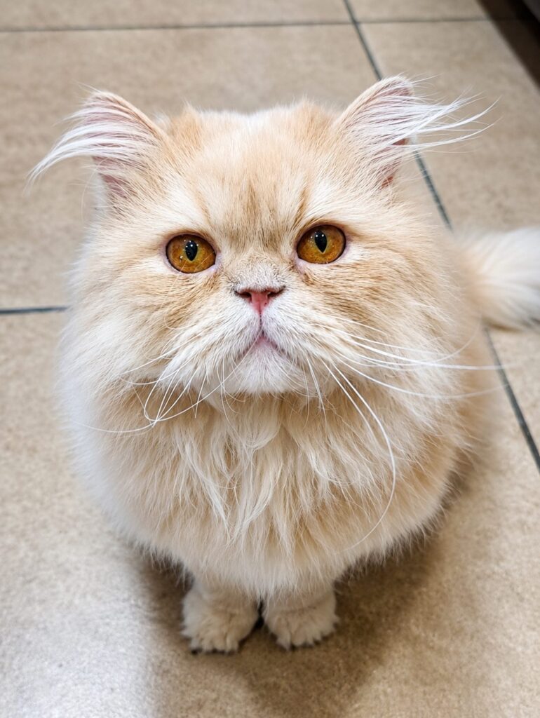 Cream-colored long-haired cat sitting indoors and looking upward