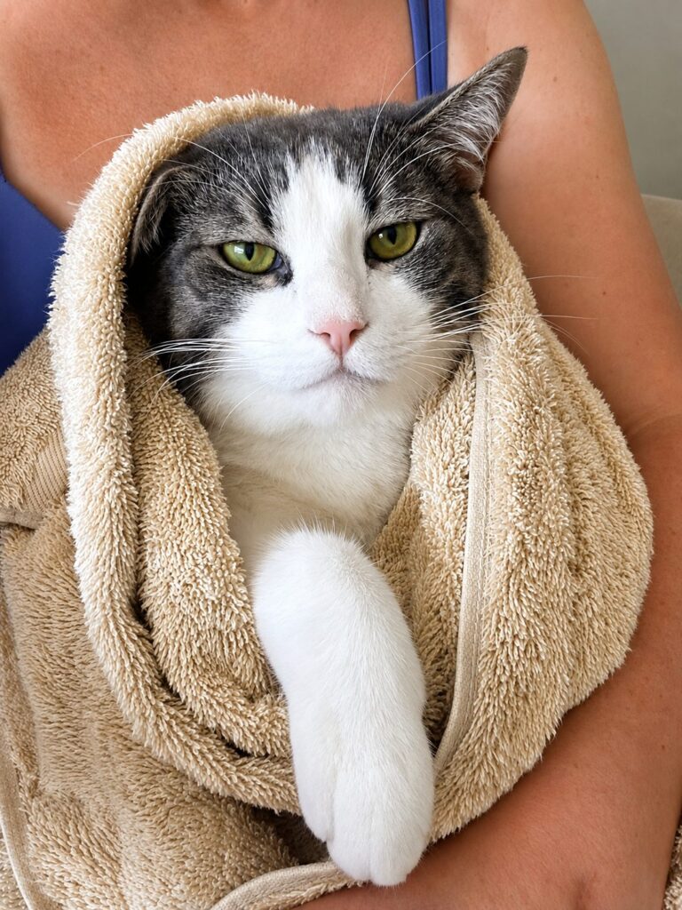 Gray-and-white cat wrapped in a beige towel and held in a person's arms