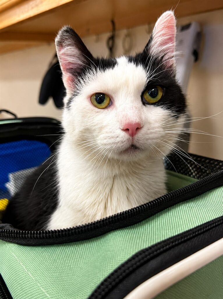 Black-and-white cat resting in a green soft-sided travel carrier