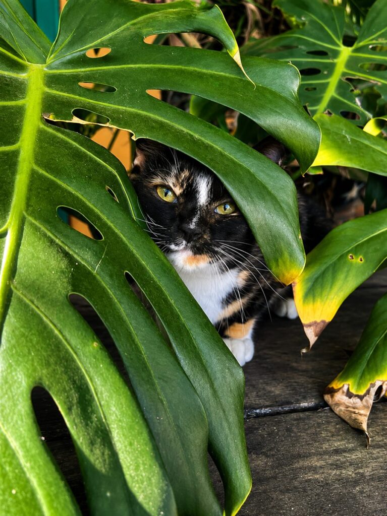 Calico cat peeking through large green monstera leaves